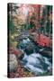 Autumn Stream Revisited, Acadia Maine Coast-null-Stretched Canvas