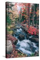 Autumn Stream Revisited, Acadia Maine Coast-null-Stretched Canvas