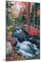 Autumn Stream Revisited, Acadia Maine Coast-null-Mounted Photographic Print