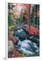 Autumn Stream Revisited, Acadia Maine Coast-null-Framed Photographic Print