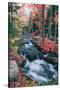 Autumn Stream Revisited, Acadia Maine Coast-null-Stretched Canvas