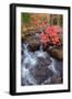 Autumn Stream Through Acadia-Vincent James-Framed Photographic Print