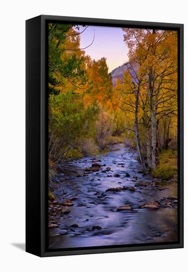 Autumn Stream View, Biship Creek Canyon Eastern Sierras-Vincent James-Framed Stretched Canvas