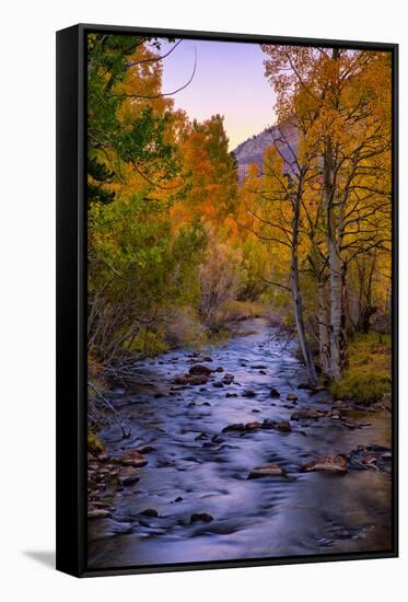 Autumn Stream View, Biship Creek Canyon Eastern Sierras-Vincent James-Framed Stretched Canvas