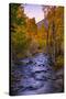 Autumn Stream View, Biship Creek Canyon Eastern Sierras-Vincent James-Stretched Canvas
