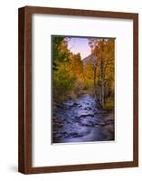 Autumn Stream View, Biship Creek Canyon Eastern Sierras-Vincent James-Framed Photographic Print