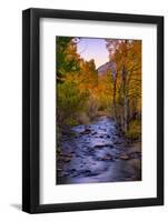 Autumn Stream View, Biship Creek Canyon Eastern Sierras-Vincent James-Framed Photographic Print