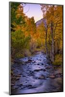 Autumn Stream View, Biship Creek Canyon Eastern Sierras-Vincent James-Mounted Photographic Print