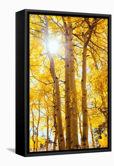 Autumn Sun and Trees, Bishop Creek Canyon California-Vincent James-Framed Stretched Canvas