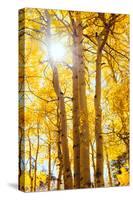 Autumn Sun and Trees, Bishop Creek Canyon California-Vincent James-Stretched Canvas