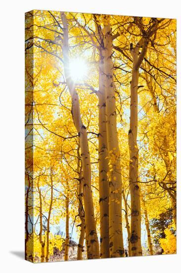 Autumn Sun and Trees, Bishop Creek Canyon California-Vincent James-Stretched Canvas