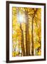 Autumn Sun and Trees, Bishop Creek Canyon California-Vincent James-Framed Premium Photographic Print