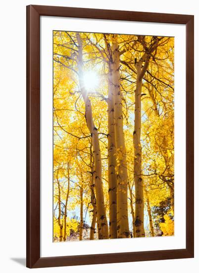 Autumn Sun and Trees, Bishop Creek Canyon California-Vincent James-Framed Premium Photographic Print