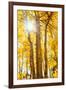 Autumn Sun and Trees, Bishop Creek Canyon California-Vincent James-Framed Premium Photographic Print