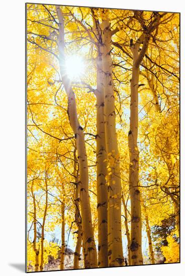 Autumn Sun and Trees, Bishop Creek Canyon California-Vincent James-Mounted Premium Photographic Print