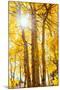 Autumn Sun and Trees, Bishop Creek Canyon California-Vincent James-Mounted Premium Photographic Print