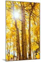 Autumn Sun and Trees, Bishop Creek Canyon California-Vincent James-Mounted Photographic Print