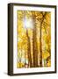 Autumn Sun and Trees, Bishop Creek Canyon California-Vincent James-Framed Photographic Print