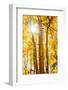 Autumn Sun and Trees, Bishop Creek Canyon California-Vincent James-Framed Photographic Print