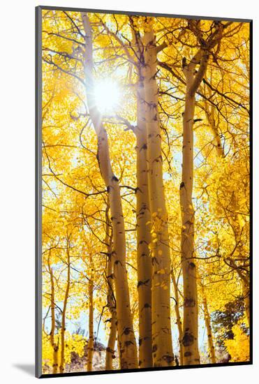 Autumn Sun and Trees, Bishop Creek Canyon California-Vincent James-Mounted Photographic Print