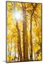 Autumn Sun and Trees, Bishop Creek Canyon California-Vincent James-Mounted Photographic Print