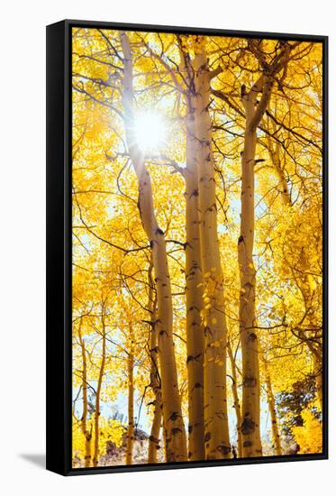 Autumn Sun and Trees, Bishop Creek Canyon California-Vincent James-Framed Stretched Canvas
