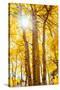 Autumn Sun and Trees, Bishop Creek Canyon California-Vincent James-Stretched Canvas