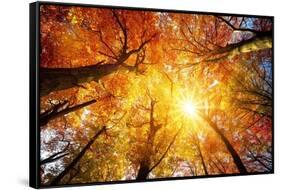 Autumn Sun Shining through Tree Canopy-Smileus-Framed Stretched Canvas