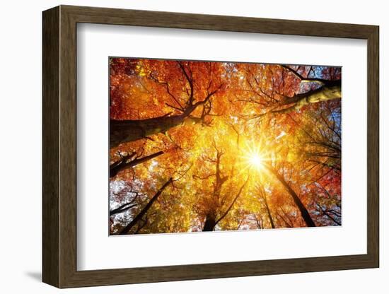 Autumn Sun Shining through Tree Canopy-Smileus-Framed Photographic Print