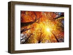 Autumn Sun Shining through Tree Canopy-Smileus-Framed Photographic Print