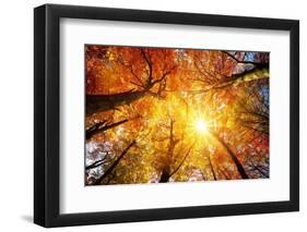 Autumn Sun Shining through Tree Canopy-Smileus-Framed Photographic Print