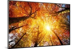 Autumn Sun Shining through Tree Canopy-Smileus-Mounted Photographic Print