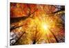 Autumn Sun Shining through Tree Canopy-Smileus-Framed Photographic Print