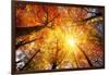 Autumn Sun Shining through Tree Canopy-Smileus-Framed Photographic Print