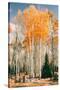 Autumn Sun Trees at Dixie National Forest, Southern Utah, Southwest-Vincent James-Stretched Canvas