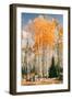 Autumn Sun Trees at Dixie National Forest, Southern Utah, Southwest-Vincent James-Framed Photographic Print