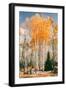 Autumn Sun Trees at Dixie National Forest, Southern Utah, Southwest-Vincent James-Framed Photographic Print