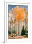 Autumn Sun Trees at Dixie National Forest, Southern Utah, Southwest-Vincent James-Framed Photographic Print