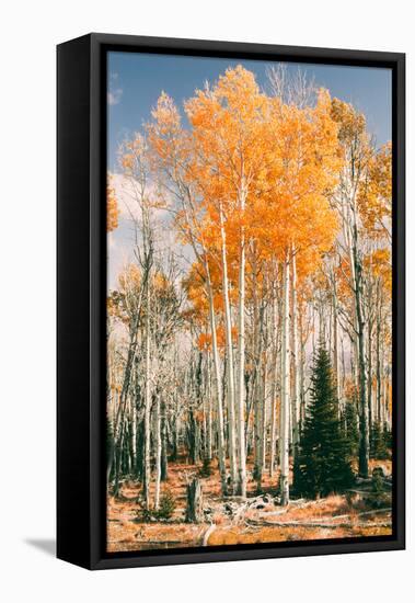 Autumn Sun Trees at Dixie National Forest, Southern Utah, Southwest-Vincent James-Framed Stretched Canvas