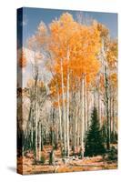 Autumn Sun Trees at Dixie National Forest, Southern Utah, Southwest-Vincent James-Stretched Canvas