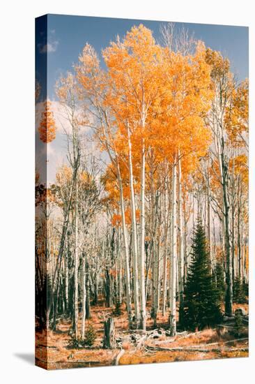 Autumn Sun Trees at Dixie National Forest, Southern Utah, Southwest-Vincent James-Stretched Canvas