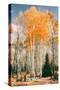 Autumn Sun Trees at Dixie National Forest, Southern Utah, Southwest-Vincent James-Stretched Canvas