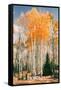 Autumn Sun Trees at Dixie National Forest, Southern Utah, Southwest-Vincent James-Framed Stretched Canvas