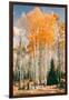Autumn Sun Trees at Dixie National Forest, Southern Utah, Southwest-Vincent James-Framed Photographic Print