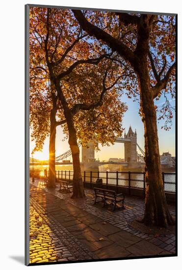 Autumn sunrise in grounds of the Tower of London, with Tower Bridge, London-Ed Hasler-Mounted Photographic Print