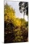 Autumn Surrey-Charles Bowman-Mounted Premium Photographic Print