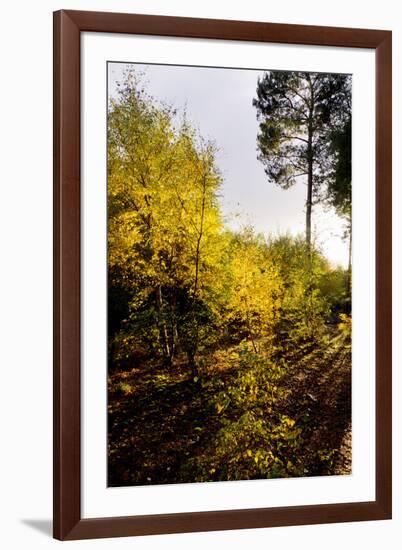 Autumn Surrey-Charles Bowman-Framed Photographic Print