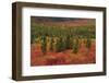 Autumn, Taiga, Denali National Park, Alaska, USA-Michel Hersen-Framed Photographic Print