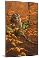 Autumn Tawny Owl-Jeremy Paul-Mounted Giclee Print