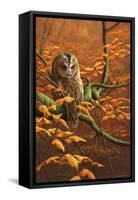 Autumn Tawny Owl-Jeremy Paul-Framed Stretched Canvas